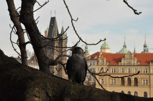 Praga #Praga #Praha #Czechy