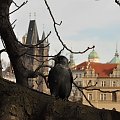 Praga #Praga #Praha #Czechy