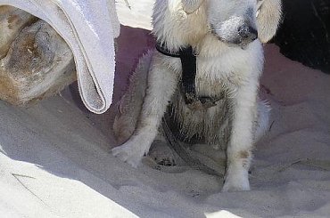 FRIDA - 7 miesięcy #FridaGoldenRetriever