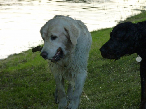 Kępa Potocka, lipiec 2010, Brutus i Joko