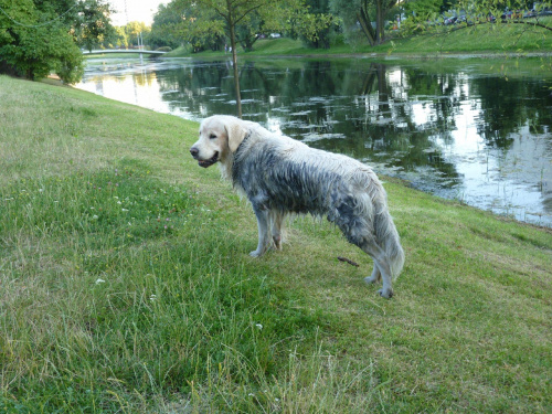 Kępa Potocka, lipiec 2010, Brutus - brudas