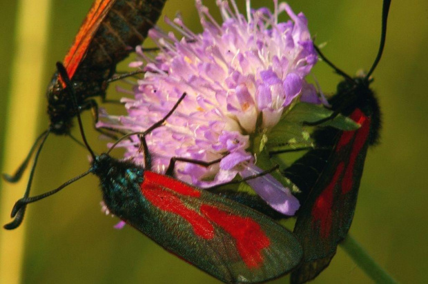 Zygaena filipendulae, Kraśnik sześcioplamek #ZygaenaFilipendulae #KraśnikSześcioplamek