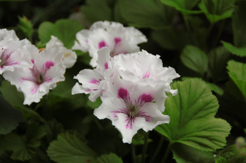 #pelargonie #kwiaty #balkon