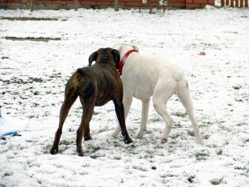 BATON & BIAŁY vel Albin