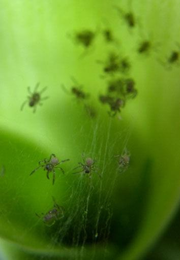 2mm pajączki które wylęgły mi się na kwiatku na parapecie :) #pająk #owady #pajęczyna