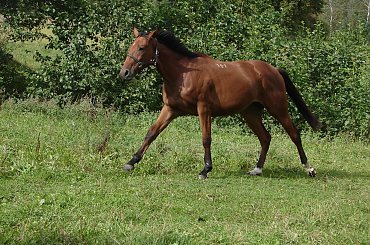 marzenia #koń #konie #wakacje #ksz #mylog #marchew #grzyby #grzybobranie #praca #zabawa