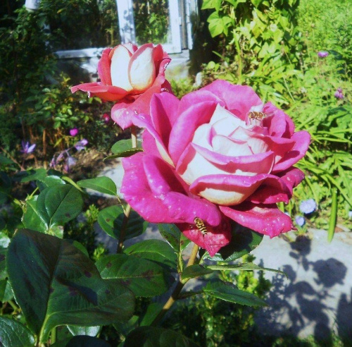 Róża Kronenberg