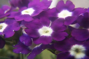 #kwiaty #las #ogród #ogródek #makro #ZBliska #kolorowe #czerwone #białe #fioletowe #liśćie