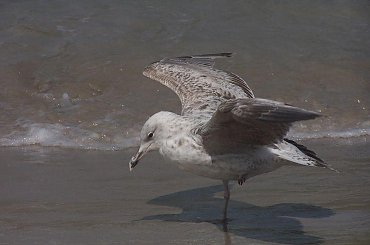 Kołobrzeg 2010 #morze #mewa #łabędź #plaża #piasek #niebo