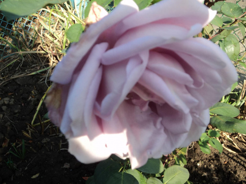 róża w moim ogrodzie #ogród #róża
