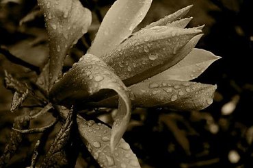 Kwiat magnolii #Kwiat #magnolia #kwiaty #magnolie