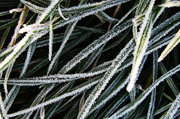 Kocham mróz - Poranek, południowy Górny Śląsk #park #Racibórz #raciborz #GórnyŚląsk #gorny #slask #południe #poludnie #poranek #szron #szadź #jesień #zima