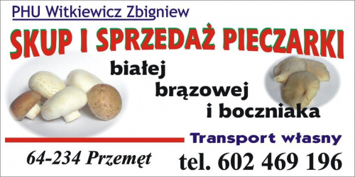 #SkupISprzedażPieczarki #brązowej #białej #boczniaka #ZbigniewWitkiewicz #PhuZbigniewWitkiewicz #przemęt #TransportWłasny