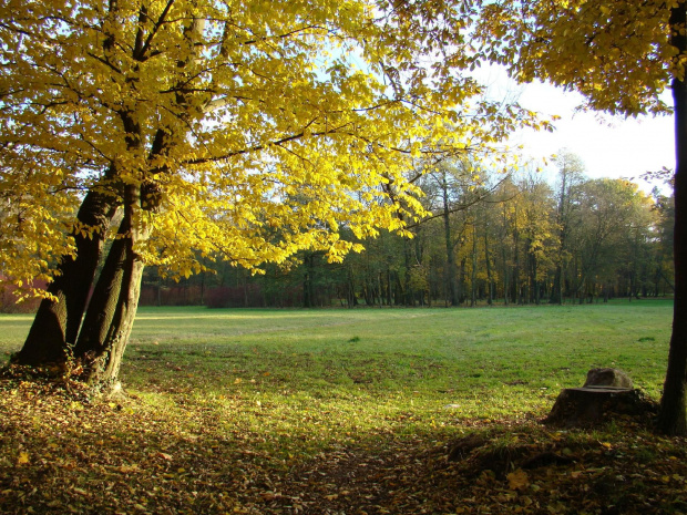 Jesień w parku w Strzelcach Opolskich #park #StrzelceOpolskie