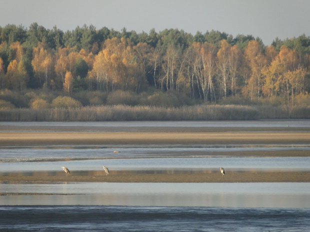 sułów 11/2010