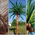 sztuczne palmy sztuczna palma na wymiar pod zamówienie 48 888 216 887 #PalmaSztuczna #SztucznePalmy #WystrójHawajski #wynajem #sprzedaż #latino