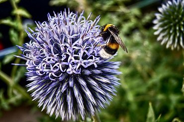 #macro #owady #kwiaty #makro