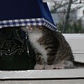 Kocinka - pod lampą najciemniej ;) #kot #kotki #KotyKotek #zwierzęta