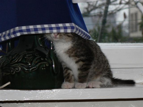 Kocinka - pod lampą najciemniej ;) #kot #kotki #KotyKotek #zwierzęta