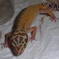 #GekonLamparci #LeopardGecko