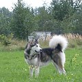 masza z howerli #MaszaZHowerli #AlaskanMalamute