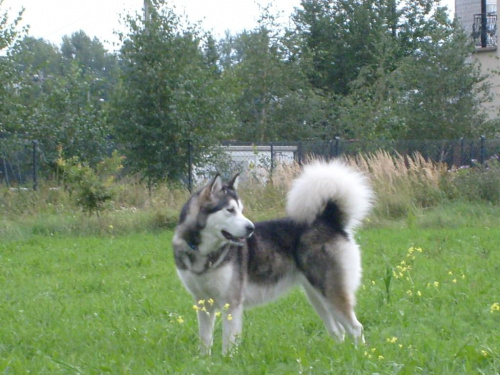 masza z howerli #MaszaZHowerli #AlaskanMalamute