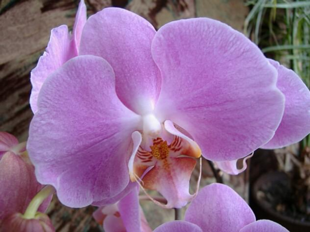 Phalaenopsis