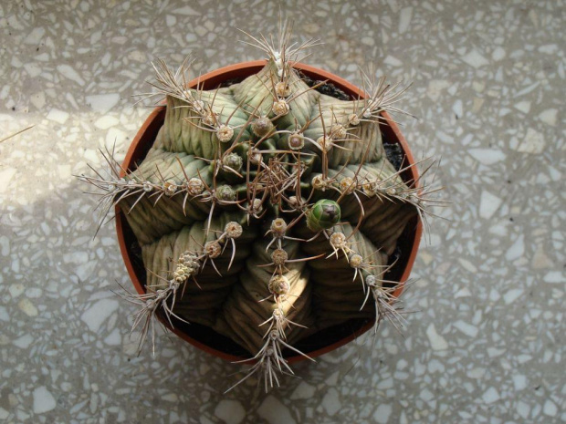 Gymnocalycium mihanovichii