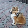 Sheltie, Afrodyta, www.Amber-Sun.sheltie.pl #Sheltie #Afrodyta