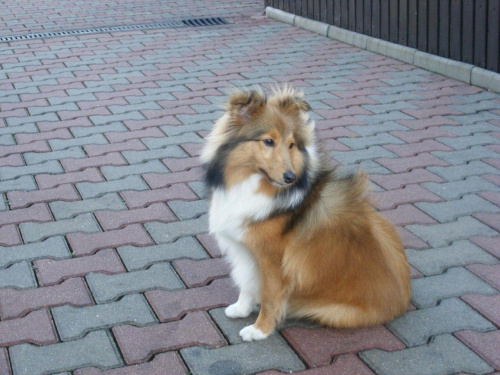 Sheltie, Afrodyta, www.Amber-Sun.sheltie.pl #Sheltie #Afrodyta