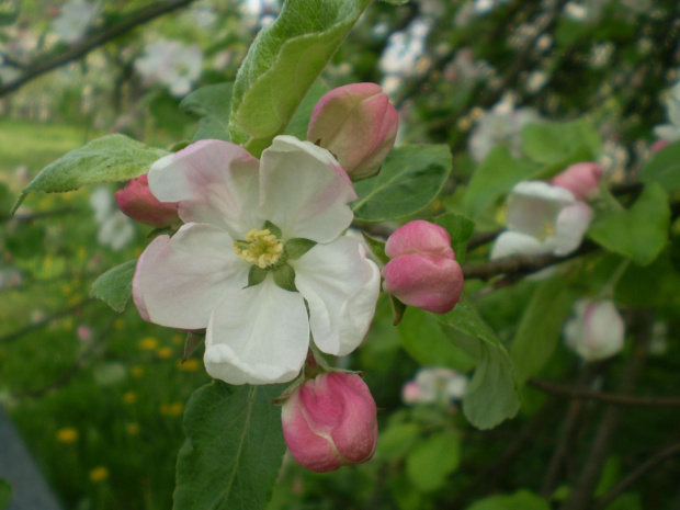 #drzewo #jabłoń #kwiat #kwiaty #makro #pączki #pąki #wiosna