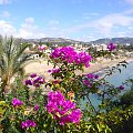 Cyprus-Coral Bay #kwiaty #plaża #Cypr