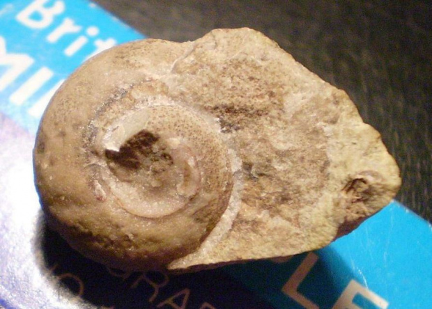 Ślimak Euomphalus sp. ? Długość okazu - 1,9 cm . Wiek : sylur – środkowy perm . Data znalezienia : 2002 .