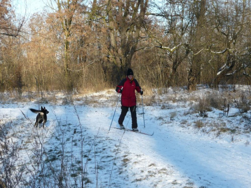 w zimowej szacie - spacer z Mimi - a ten narciarz bardzo ją zainteresował , hihi jakiś dziwny ten człowiek #pies #psy #zwierzęta