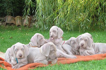 wyżły weimarskie, szczeniaki #wyżeł #weimarski #wyżły #weimarskie #szczeniaki #szczeniak #szczenię #szczenięta #pies #psy #pieski