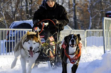 Trening klubu zaprzęgowego Amberdog. Stadion CKiS Pruszcz Gdański. #PsieZaprzęgi #CkisPruszczGdański #PsyZaprzęgowe #IgorTracz #OlgierdTracz #traczer