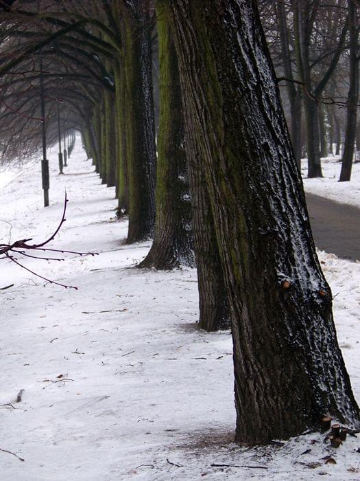 kolego do szeregu stań... #Warszawa #park #zima