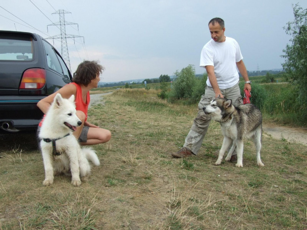 Bliscy kuzyni-Samoyed i Malamut #samoyed