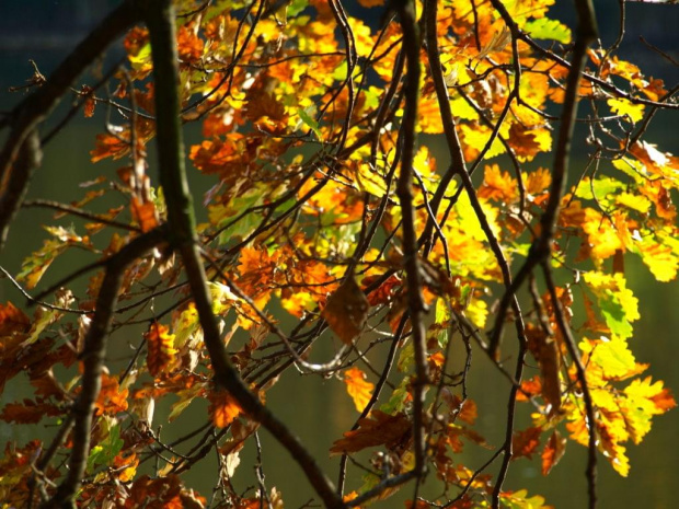 #jesień #woda #barwy #kolory #drzewa