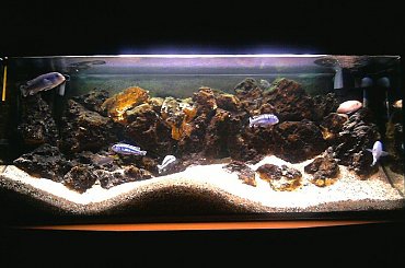 Malawi 240l- rok po zmianie kamieni #ryby #zwierzęta #woda #akwarium #akwarystyka #pyszczaki #malawi