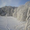 Przed nami tylko ślad jakiegoś zwierzęcia