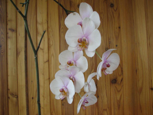 Wywodząca się z greki nazwa Phalaenopsis znaczy "przypominający ćmę". Ten kwitnie od maja 2007 roku bez przerwy, najmniej miał 3 kwiatki :))