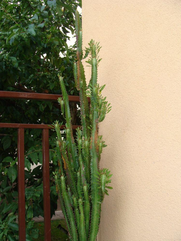 Euphorbia trigona