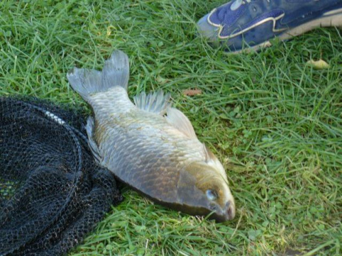 Karasie z Jędrychówka 44 i 42 cm