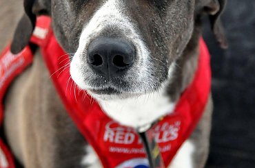 Amberdog trenuje na stdionie CKIS Pruszcz Gdański. Psy- Greystery. Sanie - Danler Hornet XC i Antipode Acrobat. #PsieZaprzęgi #greyster #ckis #PruszczGdański #IgorTracz #OlgierdTracz #AgataKaczyńska #traczer