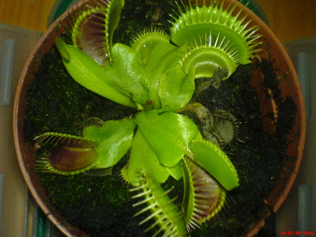 Dionaea Muscipula- Muchołówka #muchołówka #rosiczka