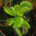Dionaea Muscipula- Muchołówka #muchołówka #rosiczka