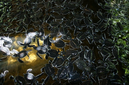 SRI LANKA Wylęgarnia żółwi
