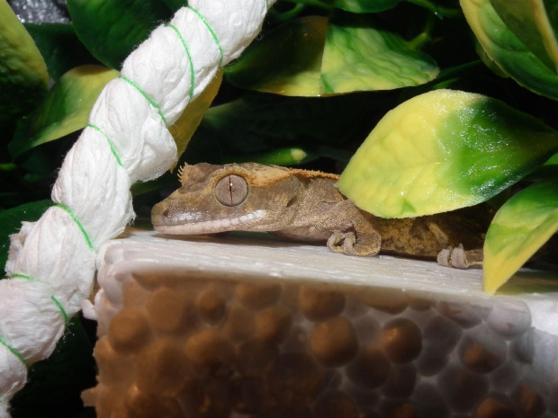 #RhacodactylusCiliatus #GekonOrzęsiony #CrestedGecko