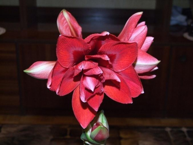 odmiana 'Double Dragon' - 25 stycznia 2009 #amarylis #DoubleDragon #Hippeastrum #hydroponika